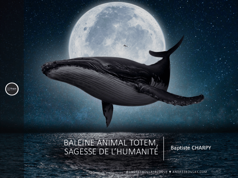 Baptiste CHARPY | Baleine Animal Totem, Sagesse de l&rsquo;Humanité.